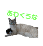 北海道訛りの猫（個別スタンプ：26）