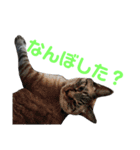 北海道訛りの猫（個別スタンプ：27）