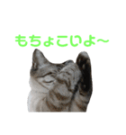 北海道訛りの猫（個別スタンプ：29）