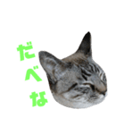 北海道訛りの猫（個別スタンプ：30）