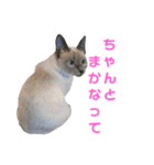 北海道訛りの猫（個別スタンプ：31）
