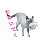 北海道訛りの猫（個別スタンプ：33）