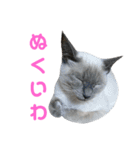 北海道訛りの猫（個別スタンプ：34）