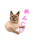 北海道訛りの猫（個別スタンプ：35）