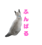 北海道訛りの猫（個別スタンプ：36）