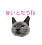北海道訛りの猫（個別スタンプ：37）