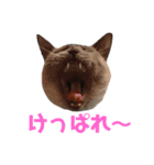 北海道訛りの猫（個別スタンプ：38）