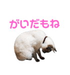 北海道訛りの猫（個別スタンプ：39）