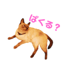 北海道訛りの猫（個別スタンプ：40）