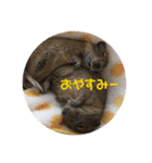 デグーのむぎとすず（個別スタンプ：2）
