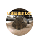 デグーのむぎとすず（個別スタンプ：4）