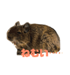 デグーのむぎとすず（個別スタンプ：5）