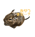 デグーのむぎとすず（個別スタンプ：6）