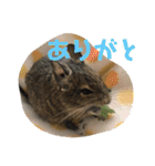 デグーのむぎとすず（個別スタンプ：9）