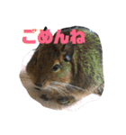 デグーのむぎとすず（個別スタンプ：10）