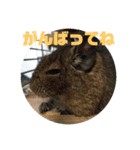 デグーのむぎとすず（個別スタンプ：12）
