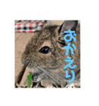 デグーのむぎとすず（個別スタンプ：15）
