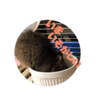 デグーのむぎとすず（個別スタンプ：19）