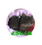 デグーのむぎとすず（個別スタンプ：21）