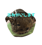 デグーのむぎとすず（個別スタンプ：22）