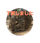 デグーのむぎとすず（個別スタンプ：23）