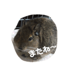 デグーのむぎとすず（個別スタンプ：24）