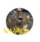デグーのむぎとすず（個別スタンプ：25）