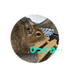 デグーのむぎとすず（個別スタンプ：26）