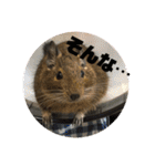 デグーのむぎとすず（個別スタンプ：27）