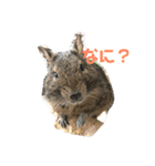 デグーのむぎとすず（個別スタンプ：31）