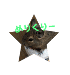 デグーのむぎとすず（個別スタンプ：37）