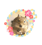 デグーのむぎとすず（個別スタンプ：39）