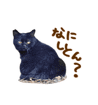 神戸のさくら猫・神戸弁（個別スタンプ：1）
