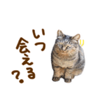 神戸のさくら猫・神戸弁（個別スタンプ：3）