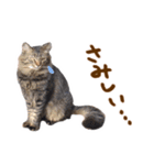 神戸のさくら猫・神戸弁（個別スタンプ：4）