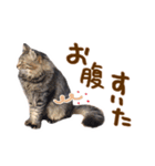 神戸のさくら猫・神戸弁（個別スタンプ：5）