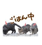 神戸のさくら猫・神戸弁（個別スタンプ：6）