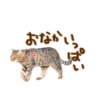 神戸のさくら猫・神戸弁（個別スタンプ：8）