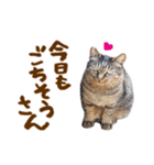 神戸のさくら猫・神戸弁（個別スタンプ：9）