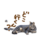 神戸のさくら猫・神戸弁（個別スタンプ：10）