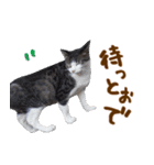神戸のさくら猫・神戸弁（個別スタンプ：11）