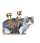 神戸のさくら猫・神戸弁（個別スタンプ：12）
