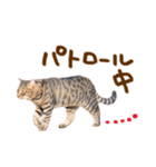 神戸のさくら猫・神戸弁（個別スタンプ：13）