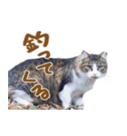 神戸のさくら猫・神戸弁（個別スタンプ：14）