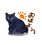 神戸のさくら猫・神戸弁（個別スタンプ：16）