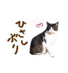 神戸のさくら猫・神戸弁（個別スタンプ：17）