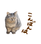 神戸のさくら猫・神戸弁（個別スタンプ：18）