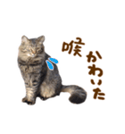 神戸のさくら猫・神戸弁（個別スタンプ：19）