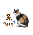 神戸のさくら猫・神戸弁（個別スタンプ：20）