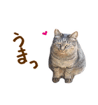 神戸のさくら猫・神戸弁（個別スタンプ：21）